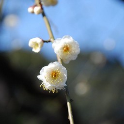 梅