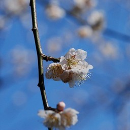 梅