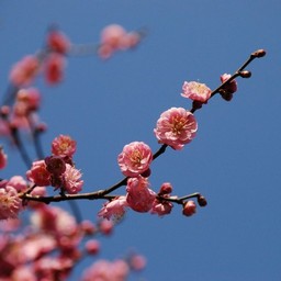 梅