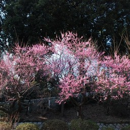 梅