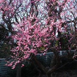 梅