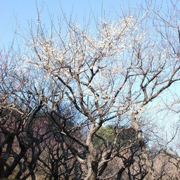 梅
