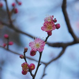 梅
