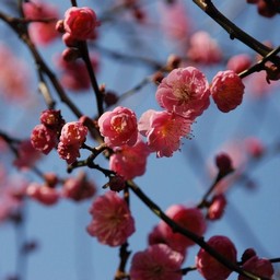 梅