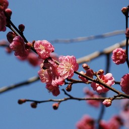 梅