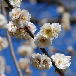 梅