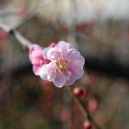梅