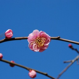 梅