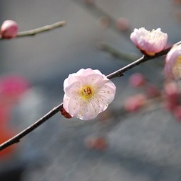 梅
