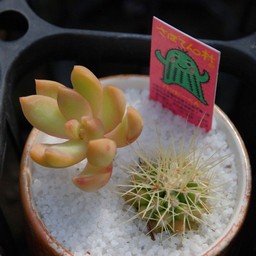 サボテン