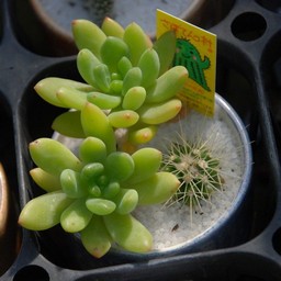 サボテン