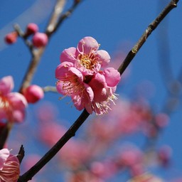 梅