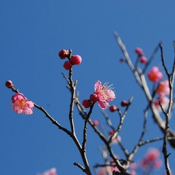 梅