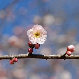 梅