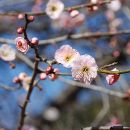 梅