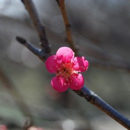 梅