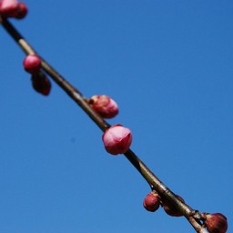 梅