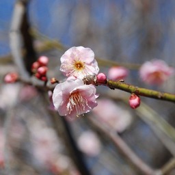 梅