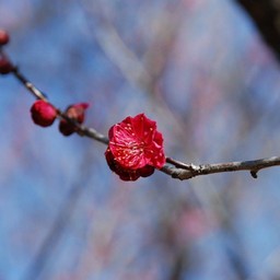 梅