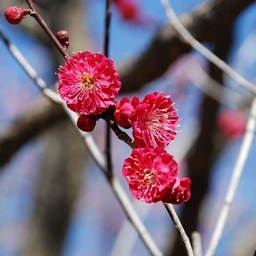 梅