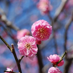梅