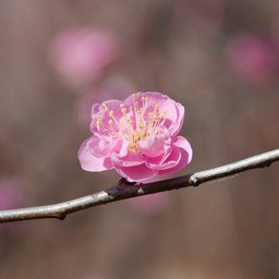 梅