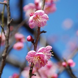 梅