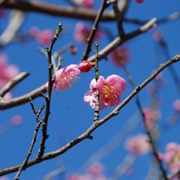 梅