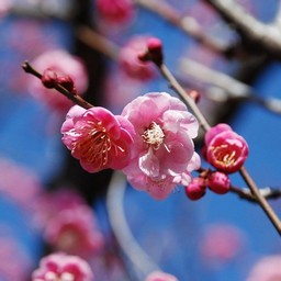 梅