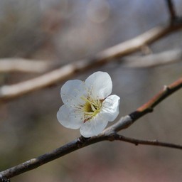 梅