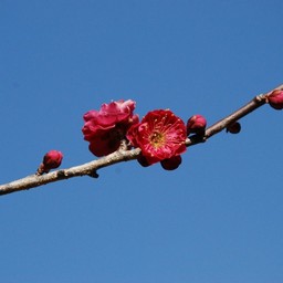 梅