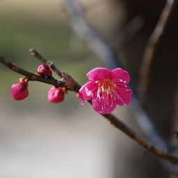 梅