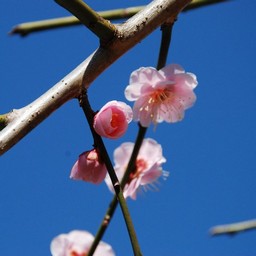 梅