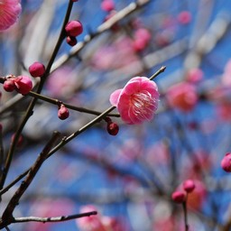 梅