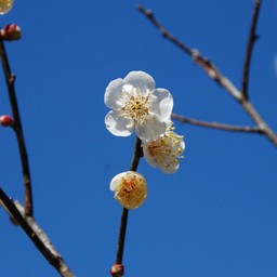 梅