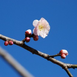 梅
