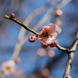 梅