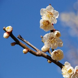 梅