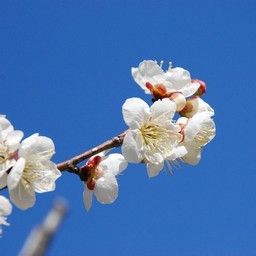 梅