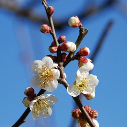 梅