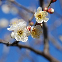 梅