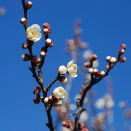 梅
