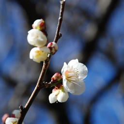 梅