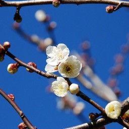 梅