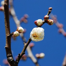 梅