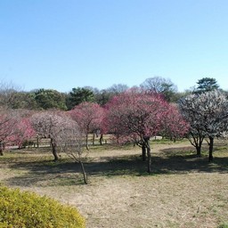 梅