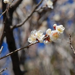 梅