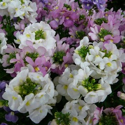 白い花
