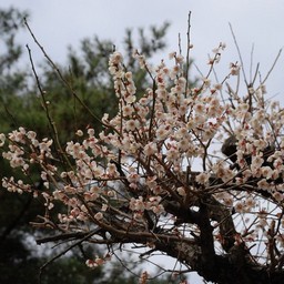 梅