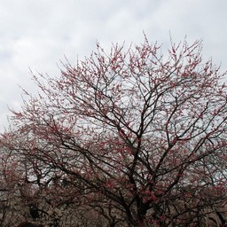 梅